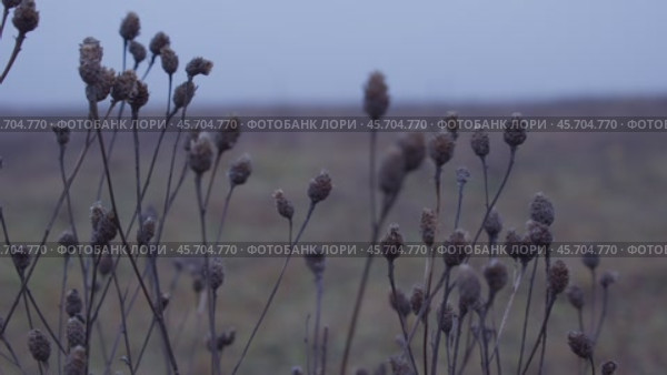 Полевое растение. Стоковое видео, видеограф Семён Прудий / Фотобанк Лори