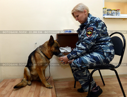 Полицейский кинолог проводит одорологическое исследование с помощью служебной собаки (2014 год). Редакционное фото, фотограф Free Wind / Фотобанк Лори