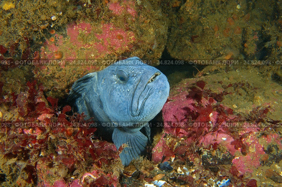 Полосатая зубатка (Anarhichas lupus) Стоковое фото, фотограф Некрасов Андрей / Фотобанк Лори