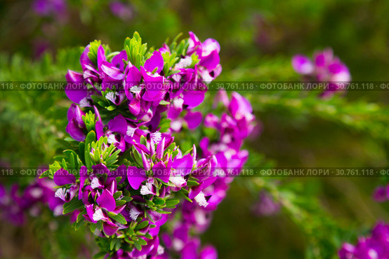 polygala myrtifolia blossom. Стоковое фото, фотограф Яков Филимонов / Фотобанк Лори