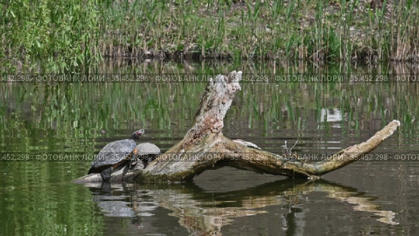 Pond sliders AKA Red Eared Terrapin Turtles - Trachemys scripta elegans. Стоковое видео, видеограф Сергей Старуш / Фотобанк Лори