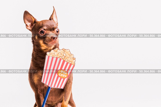 popcorn prop front russian toy dog isolated white background. Стоковое фото, агентство Ingram Publishing / Фотобанк Лори