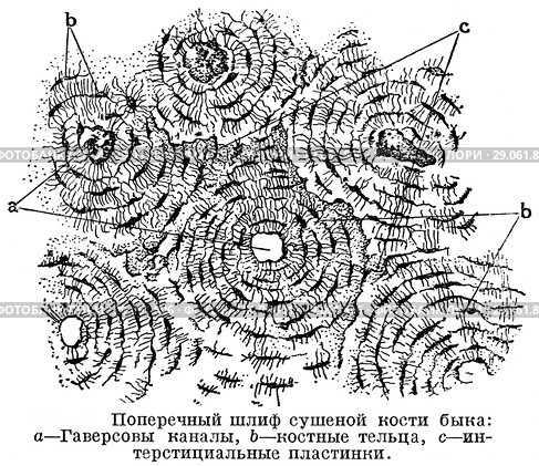 Поперечный шлиф сушеной кости быка. Стоковая иллюстрация, иллюстратор Макаров Алексей / Фотобанк Лори