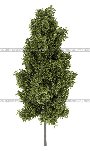 poplar tree isolated on white background. Стоковое фото, агентство Ingram Publishing / Фотобанк Лори