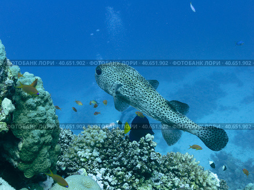 Porcupinefish also commonly called blowfish or balloonfish and globefish. Стоковое фото, фотограф VittoriaChe / Фотобанк Лори