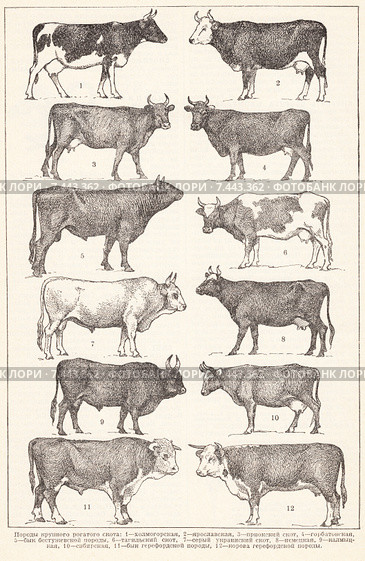 Породы коров. Малая советская  энциклопедия, 1930 год. Стоковая иллюстрация, иллюстратор Макаров Алексей / Фотобанк Лори