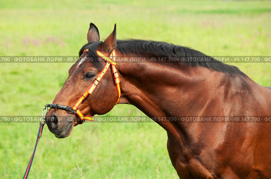 portait of amazing breed stallion in spainish halter .cloudy day. Стоковое фото, агентство Ingram Publishing / Фотобанк Лори