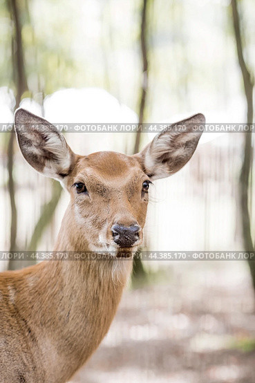 Portrait. A small fawn walks in a paddock on a ranch, on a private eco-farm or in a contact zoo. Animal husbandry. Love for animals. Стоковое фото, фотограф Photojuli / Фотобанк Лори