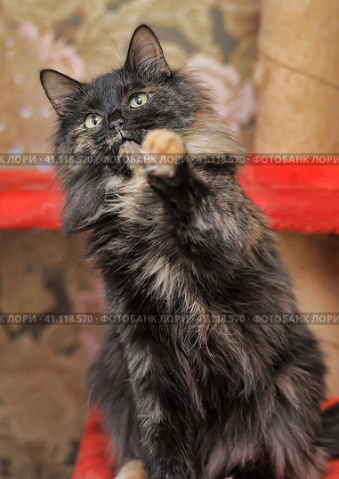 Portrait of a beautiful female  cat. Стоковое фото, фотограф Анна Кривицкая / Фотобанк Лори