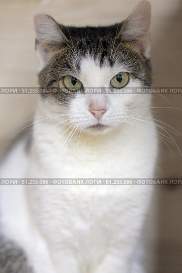 Portrait of a calm white and gray cat with a pink nose and light green eyes. The cat looks directly into the lens, creating a sense of direct and trusting contact. Soft lighting emphasizes the texture of the fur and gives the image a cozy feel. The neutral background makes the photo universal for use in themes about pets, care, privacy and silence. Стоковое фото, фотограф Анна Кривицкая / Фотобанк Лори