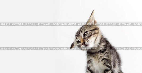 portrait of a gray kitten on a white background close up. Стоковое фото, фотограф Артем Курутин / Фотобанк Лори