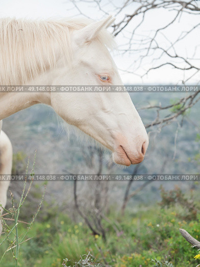 portrait of albino half-wild horse. Israel . Стоковое фото, агентство Ingram Publishing / Фотобанк Лори
