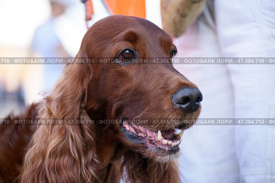 Portrait of an Irish Setter dog. Стоковое фото, фотограф Екатерина Лызлова / Фотобанк Лори