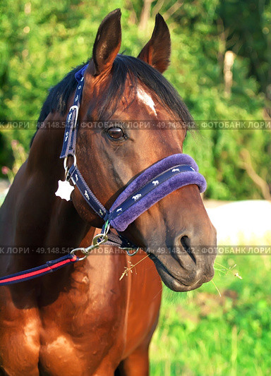 portrait of  bay horse in new halter. close up. Стоковое фото, агентство Ingram Publishing / Фотобанк Лори