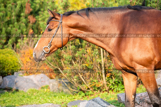 portrait of  bay sportive warmblood horse posing in  stable garden. Стоковое фото, агентство Ingram Publishing / Фотобанк Лори