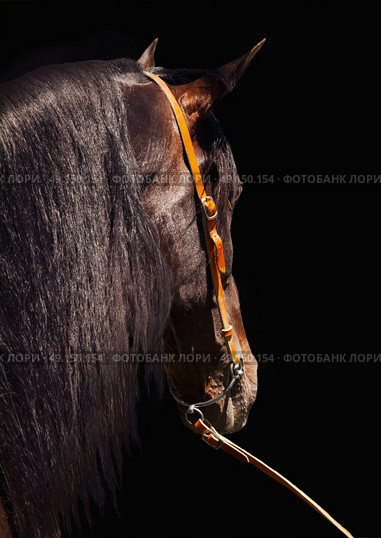 portrait of beautiful Andalusian bay stallion . Стоковое фото, агентство Ingram Publishing / Фотобанк Лори