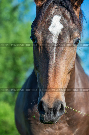 portrait of  beautiful sportive mare grazing at freedom in pasture. close up. Стоковое фото, агентство Ingram Publishing / Фотобанк Лори