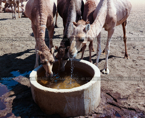 Portrait of drinking camels at the desert well in Ouled-Rachid, Batha, Chad. Стоковое фото, фотограф Сергей Майоров / Фотобанк Лори
