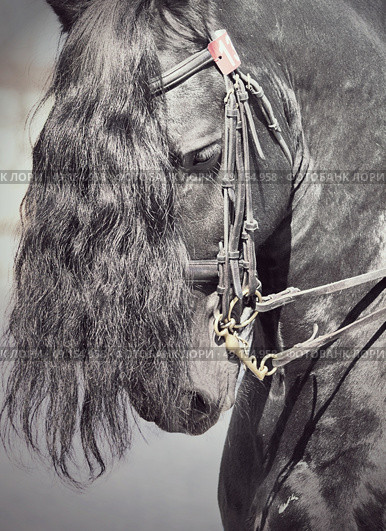 portrait of friesian horse . Стоковое фото, агентство Ingram Publishing / Фотобанк Лори