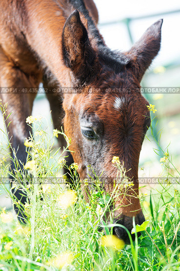portrait of grazing purebred spanish foal. close up.  Andalusia. Spain. Стоковое фото, агентство Ingram Publishing / Фотобанк Лори