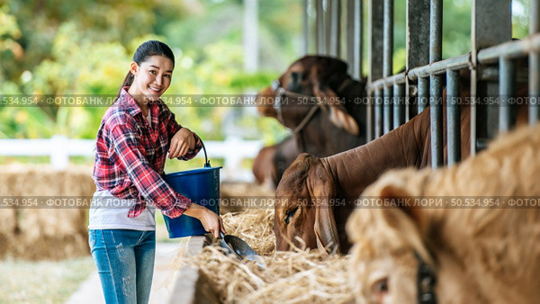 Portrait of Happy Asian farmer woman with bucket of hay feeding cows in cowshed on dairy farm. Agriculture industry, farming, people, technology and animal husbandry concept. Стоковое фото, агентство Ingram Publishing / Фотобанк Лори