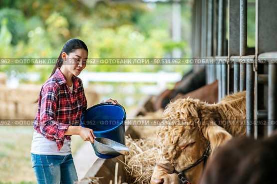 Portrait of Happy Asian farmer woman with bucket of hay feeding cows in cowshed on dairy farm. Agriculture industry, farming, people, technology and animal husbandry concept. Стоковое фото, агентство Ingram Publishing / Фотобанк Лори