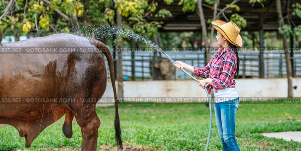 Portrait of Happy young Asian farmer woman wearing hat working to clean cow in farm. Agriculture industry, farming, people, technology and animal husbandry concept. Стоковое фото, агентство Ingram Publishing / Фотобанк Лори