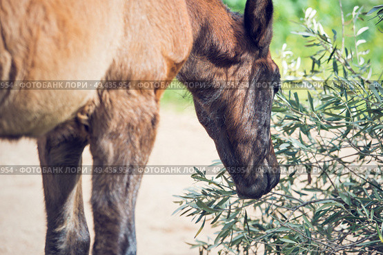 portrait of purebred spanish foal posing in olive garden. Andalusia. Spain. Стоковое фото, агентство Ingram Publishing / Фотобанк Лори