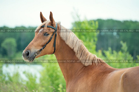 portrait of sportive chestnut  mare. summer. Стоковое фото, агентство Ingram Publishing / Фотобанк Лори