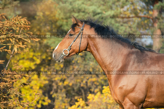 portrait of sportive warmblood horse at fall background. Стоковое фото, агентство Ingram Publishing / Фотобанк Лори