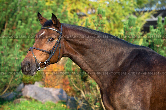 portrait of sportive warmblood horse at pine trees background. Стоковое фото, агентство Ingram Publishing / Фотобанк Лори