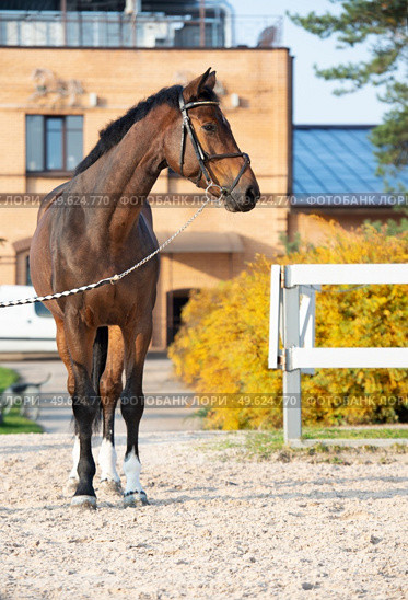 portrait of sportive warmblood horse at stable background. fall season. Стоковое фото, агентство Ingram Publishing / Фотобанк Лори