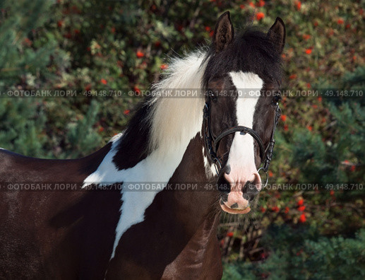 portrait of the beautiful paint draft horse. Стоковое фото, агентство Ingram Publishing / Фотобанк Лори