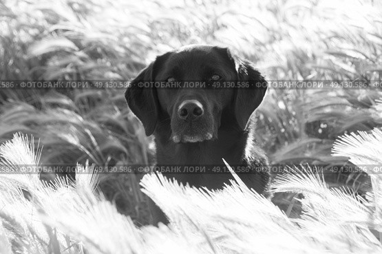 Portrat of a Labrador in long grass. Стоковое фото, агентство Ingram Publishing / Фотобанк Лори