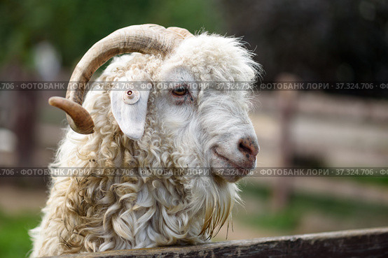 Портрет ангорской козы. Angora goat. Стоковое фото, фотограф Игорь Низов / Фотобанк Лори