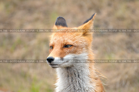 Портрет худого, промокшего лиса (Vulpes vulpes) Владивосток. Стоковое фото, фотограф Некрасов Андрей / Фотобанк Лори