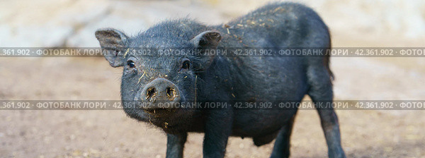 Портрет милого поросенка. Стоковое фото, фотограф YuryKara / Фотобанк Лори