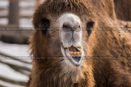 Портрет жующего двугорбого верблюда (Camelus bactrianus) крупным планом. Стоковое фото, фотограф Анна Ефимова / Фотобанк Лори