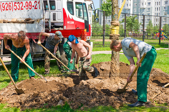 Посадка (пересадка) крупномера лиственницы в городе. Озеленение (2010 год). Редакционное фото, фотограф Ирина Кожемякина / Фотобанк Лори