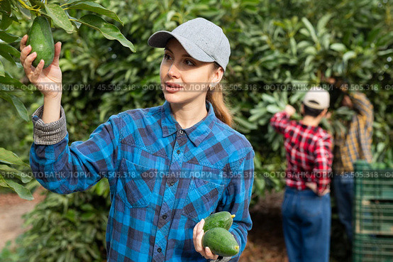 Positive farmers picking avocados in fruit farm. Стоковое фото, фотограф Яков Филимонов / Фотобанк Лори