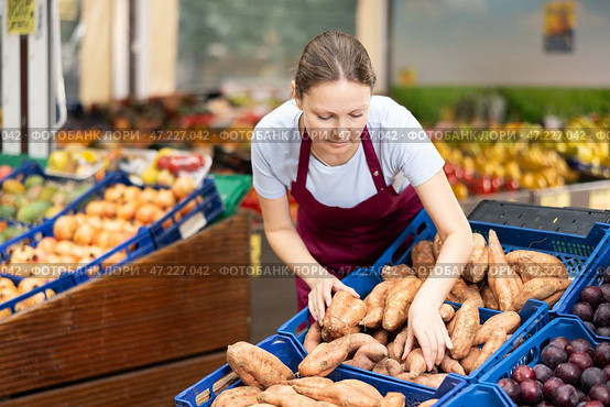 Positive woman seller of fruit and vegetable store work near showcase with garden-stuff, sorting yam. Стоковое фото, фотограф Яков Филимонов / Фотобанк Лори