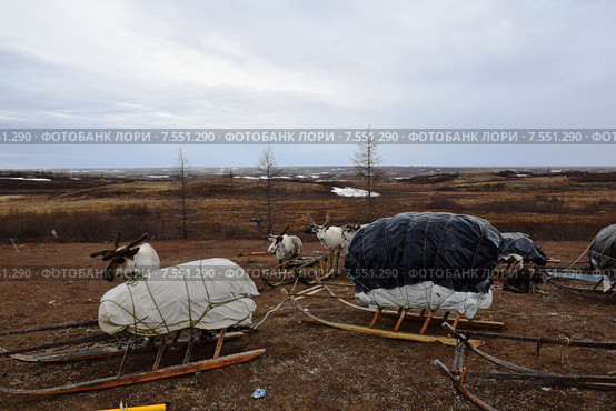 После аргиша в летнем стойбище оленеводов. Стоковое фото, фотограф Николай Новиков / Фотобанк Лори