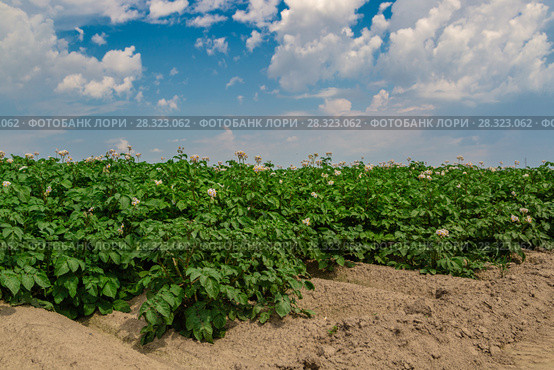 Potato field. Стоковое фото, фотограф Ольга Сейфутдинова / Фотобанк Лори