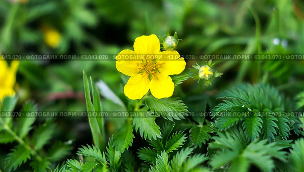Potentilla anserina. Стоковое фото, фотограф Любовь Назарова / Фотобанк Лори