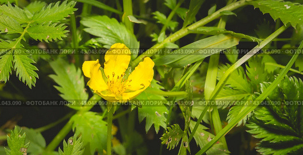 Potentilla anserina, Silverweed. Стоковое фото, фотограф Любовь Назарова / Фотобанк Лори