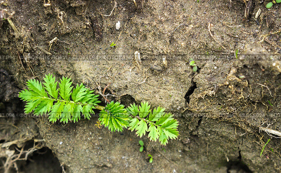 Potentilla anserina, Silverweed. Стоковое фото, фотограф Любовь Назарова / Фотобанк Лори
