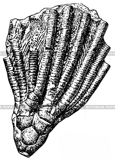 Poteriocrinus multiplex Traut. Ископаемые организмы. Стоковая иллюстрация, иллюстратор Макаров Алексей / Фотобанк Лори
