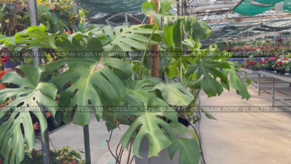 Potted plants arranged in vibrant colors at a garden center, showcasing various species and textures in a lively outdoor setting Flowers growing in plant Cactus, palm trees tropical bathed in warm sun Overlapping green tropical leaves, palm fronds, and monstera deliciosa forming seamless verdant pattern representing lush jungle landscape Sanseveria Laurentii ficus lirata bambino tropical plant in a concrete pot on a gray background. Scandinavian style. Front view and copy space. Стоковое видео, видеограф Zita Khasanova / Фотобанк Лори