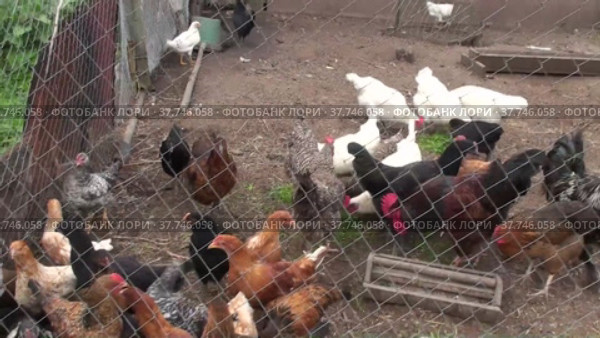 Poultry yard. Walking chickens in the yard. Bird's paddock. Village birds. Agriculture. Chickens eat grain. Стоковое видео, видеограф Лилия Фролова / Фотобанк Лори