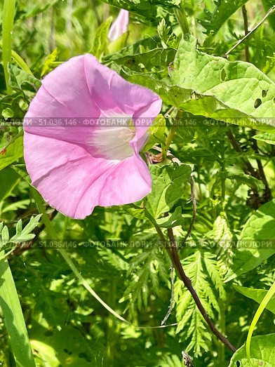 Повой вздутый (Calystegia inflata) в бухте Ахлестышева на острове Русский во Владивостоке в июле. Россия. Стоковое фото, фотограф Овчинникова Ирина / Фотобанк Лори